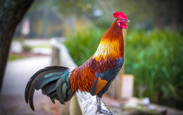 Qurban bayramında toyuq, xoruz kəsmək olar?