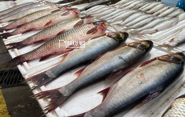 Bakıda balıq yarmarkası fəaliyyətə başladı