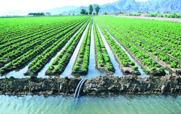 Kənd təsərrüfatı məhsulları təhlükədə - Qiymətlərə təsiri olacaqmı?