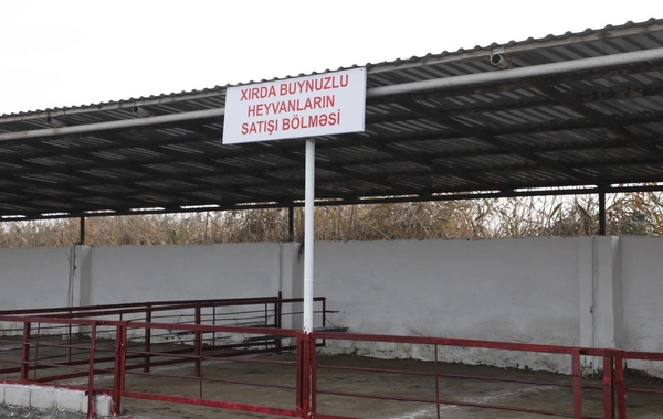 Salyan heyvan bazarı yenidən qurulub