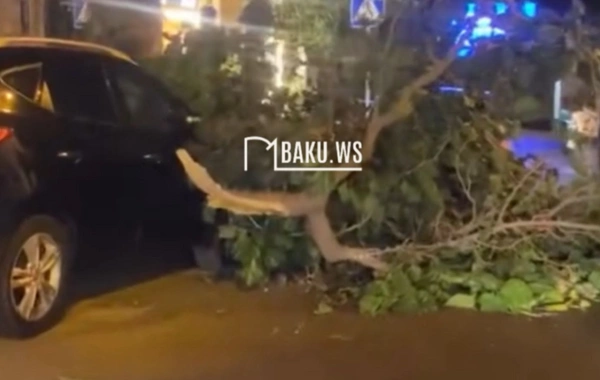 Bakıda hündür ağac aşdı