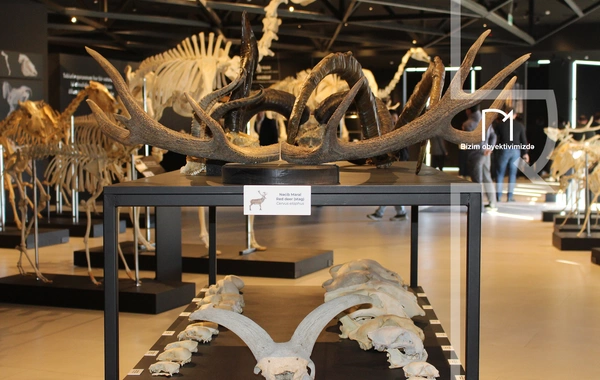 Palçıq Vulkanları Turizm Kompleksi – Azərbaycanın təbiət möcüzələrinə açılan yeni qapı