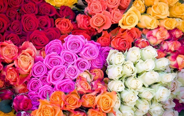 Bayramda ən çox alınan güllər - QİYMƏTLƏR