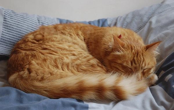 У кошек обнаружили неожиданную «визитную карточку»