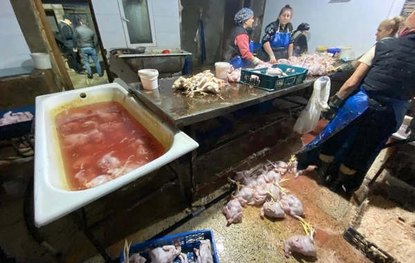 Выяснилось, чем обрабатывали куриц, продаваемых как деревенские