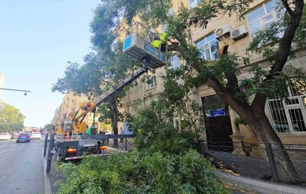 Güclü külək Bakıda onlarla ağacı aşırdı, budaqları sındırdı