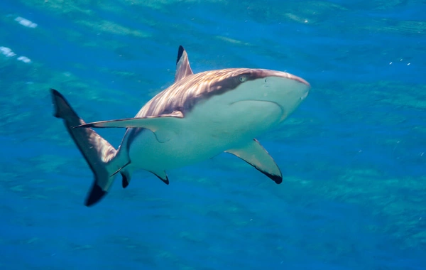 У берегов Канады заметили самую крупную акулу Атлантики