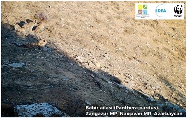 Zəngəzur Milli Parkında 5 bəbir görüntülənib
