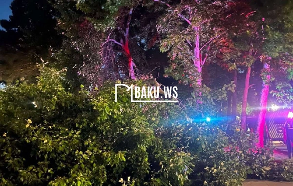 Parkda skamyada oturan gənclərin üstünə ağac aşıb