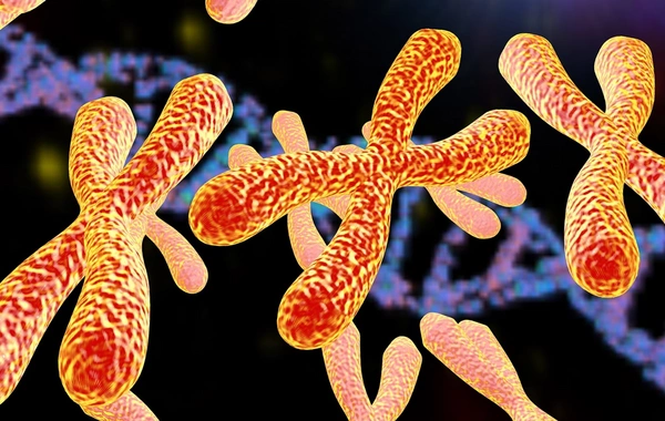 Xromosomlar nədir və niyə vacibdir? Yəni orqanizmin genetik "təlimatı" necə işləyir?
