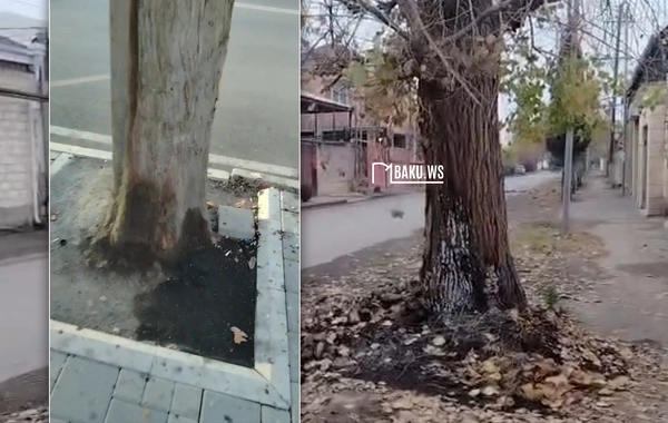 Gəncədə zibil yandıranlar ağaclara ziyan vurdular