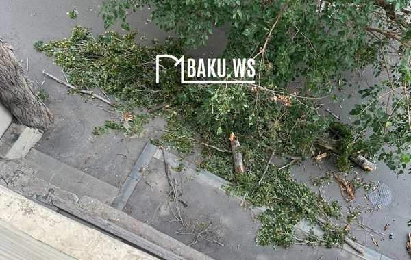 Güclü külək Bakıda ağacın budağını qopardı