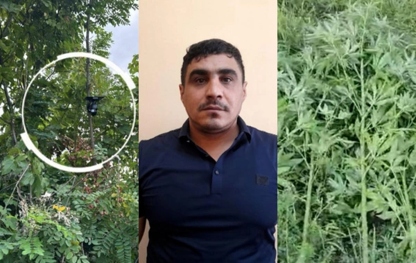 Bağı narkotik plantasiyasına çevirib, videokameralarla izlədi - Göyçayda ƏMƏLİYYAT
