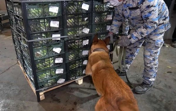 Astara Gömrüyündə 79 kiloqramdan çox marixuana aşkarlanıb