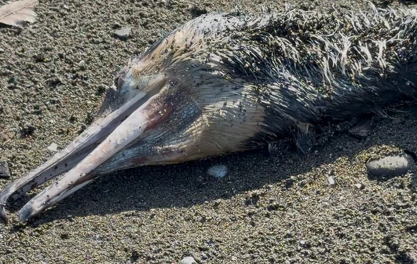 Cənub bölgəsində qarabatdaqların kütləvi tələfatı baş verib