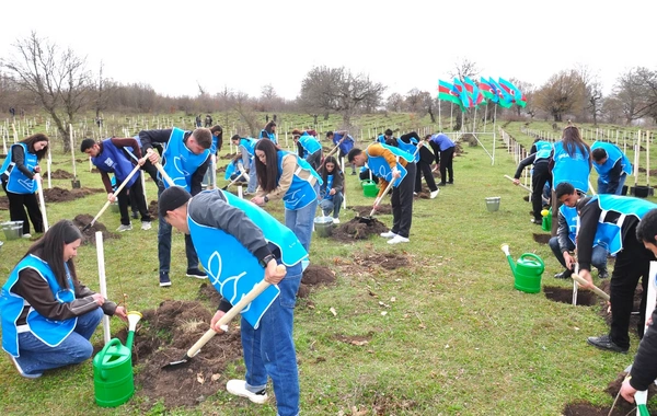 IDEA Gədəbəydə kütləvi ağacəkmə aksiyası təşkil edib