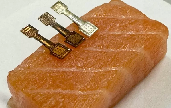 Balığın təzəliyini 2 dəqiqəyə müəyyən edən mikro iynəli sensor hazırlanıb