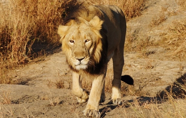İş adamı safari zamanı aslan hücumu nəticəsində həyatını itirib