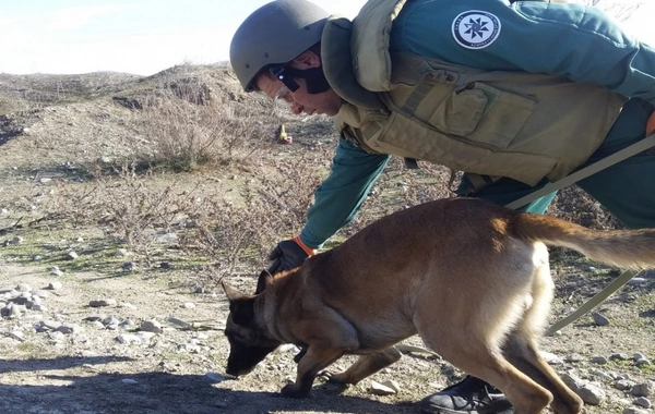 Son beş ildə ANAMA-ya 60-dan çox minaaxtaran it bağışlanılıb