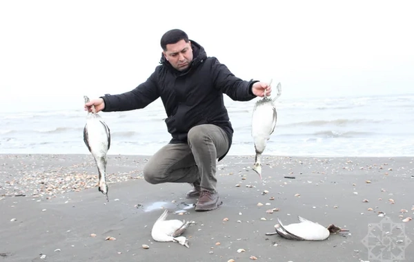 На побережье Каспия в Хачмазе погибли тысячи поганок