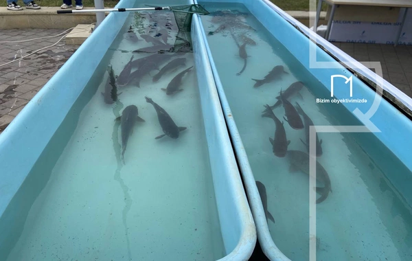 Neftçalada rayonunda "I Balıq" Festivalı keçirilib