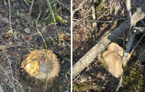 Oğuzda 40 ağacı kəsməkdə şübhəli bilinən şəxsə cinayət işi açılıb