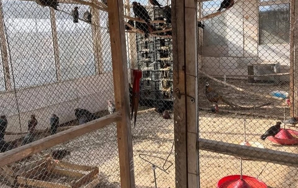 Restoranda qanunsuz saxlanılan heyvanlar xilas edilib