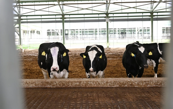 Prezident İlham Əliyev Şamaxıda "Şirvan Aqro" heyvandarlıq kompleksinin açılışında iştirak edib