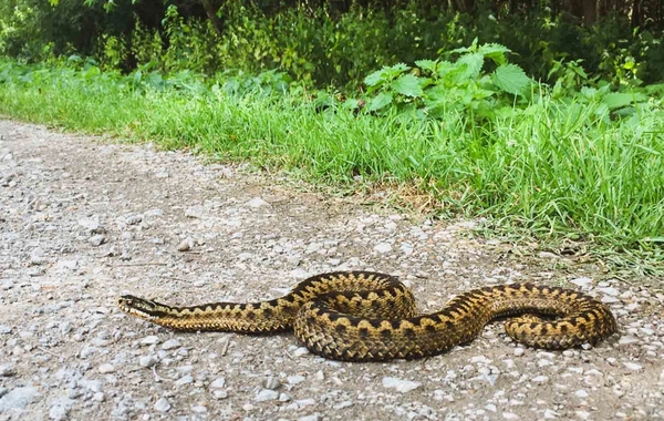 В Центральном ботаническом саду в Баку 7-летнего мальчика укусила змея
