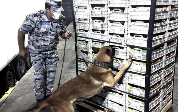 Narkotiki şaftalı adı ilə gömrükdən keçirmək istəyənlər İFŞA OLUNDULAR