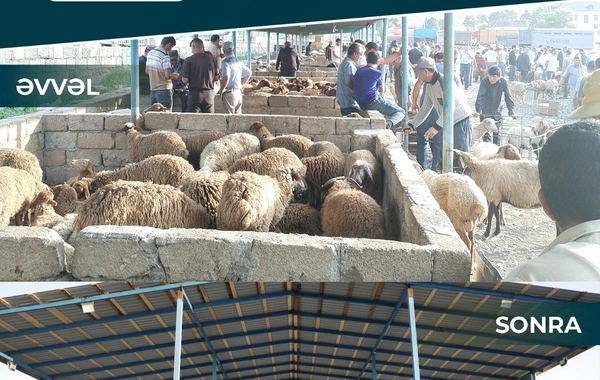 В Шамахинском и Гейчайском районах открылись рынки продажи животных