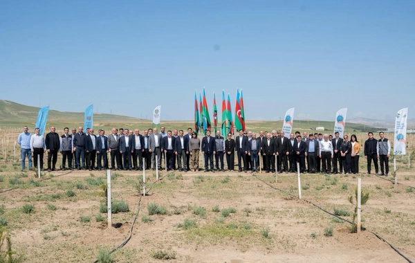 Müşfiqabadda ağacəkmə aksiyası keçirilib