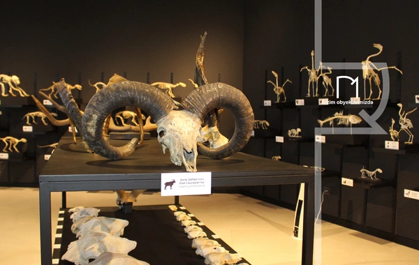 Palçıq Vulkanları Turizm Kompleksi – Azərbaycanın təbiət möcüzələrinə açılan yeni qapı