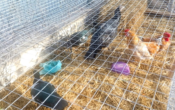 Nizami rayonunda Sherlock Park restoranında nöqsanlar aşkarlanıb