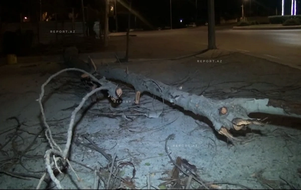 Güclü külək Mingəçevirdə fəsadlar törədib, bir neçə ağac aşıb