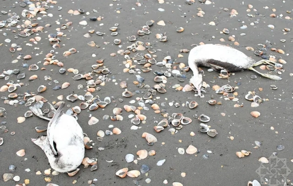 На побережье Каспия в Хачмазе погибли тысячи поганок