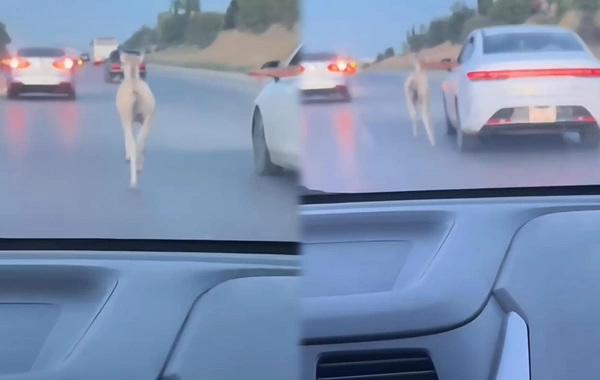 Bakıda dayça magistral yola çıxdı