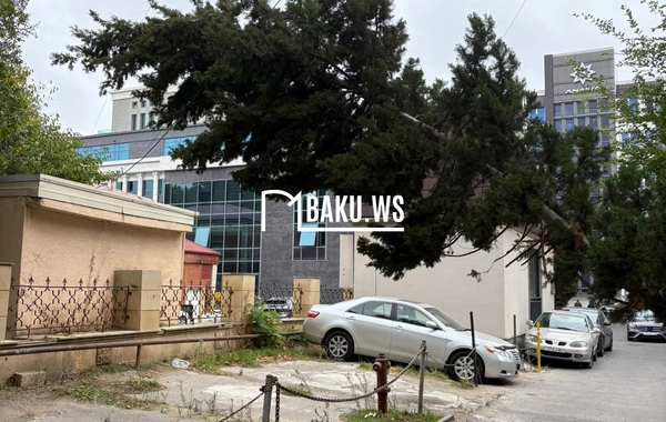 Bakının mərkəzində 6 aydır təhlükə saçan AĞAC: - Rəy verilib, tədbir görən yoxdur