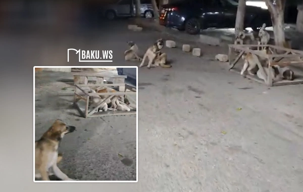 Xırdalanda sahibsiz itlər sürü halında küçələrdə dolaşır – sakinlər narahatdır