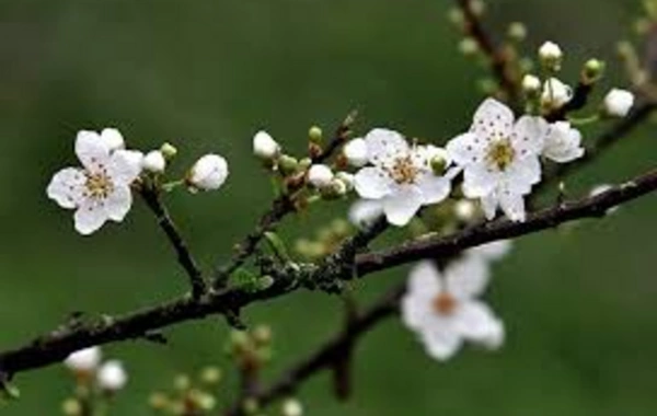 Astronomical spring has arrived in Azerbaijan