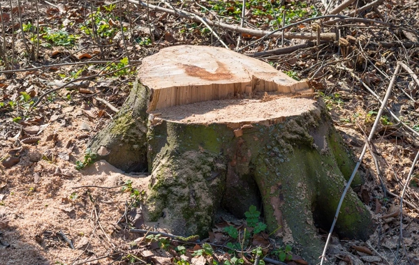 Xırdalanda ağaclar kəsilib, tikinti şirkətinə 13 min manatdan çox cərimə tətbiq edilib