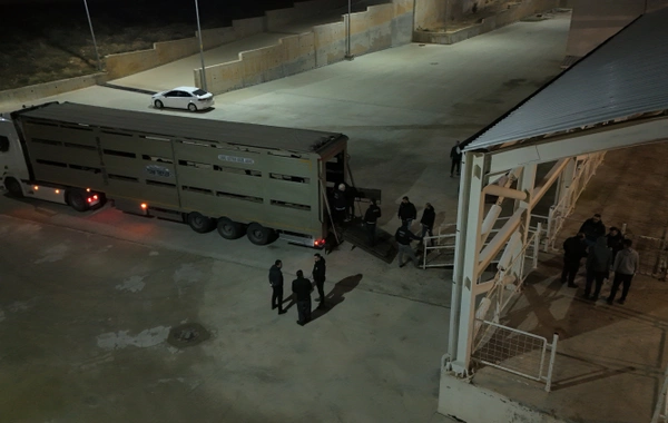 Qoyunların qarın boşluğunda narkotik gizlədildi – 54,6 kiloqram metamfetamin ələ keçirildi