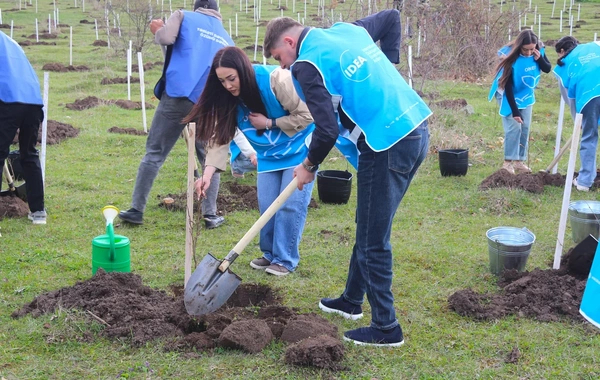 IDEA Gədəbəydə kütləvi ağacəkmə aksiyası təşkil edib