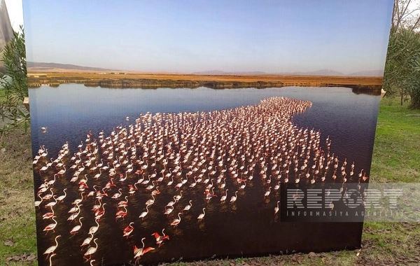 Qızılağac Milli Parkında növbəti dəfə Flaminqo festivalı keçirilib