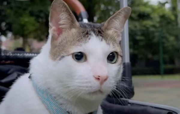 The adopted cat of the President of Indonesia received personal security
