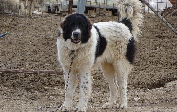Balakəndə çoban iti 83 yaşlı kişini parçalayaraq öldürüb