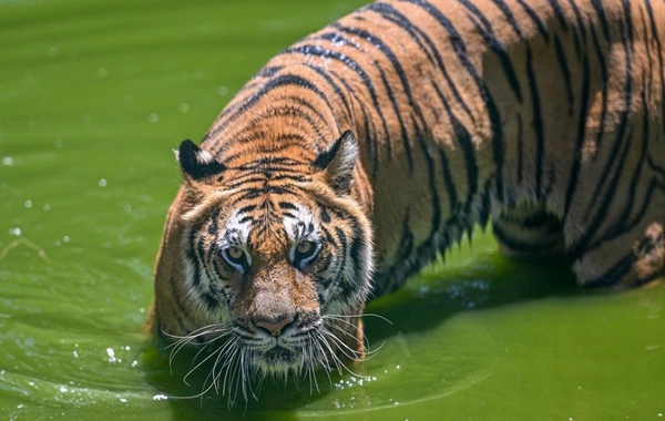 72 pələng xəstəlikdən öldü, turistik parkda araşdırma başladı