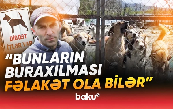 Yüzlərlə heyvan sığınacaqdan çıxarıldı: Bu qədər iti hara aparım?!