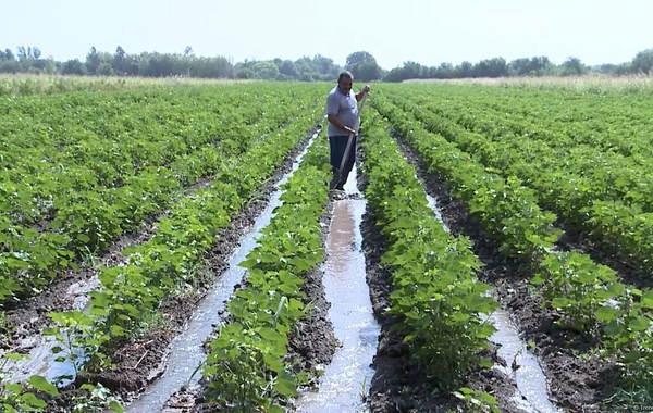 Azərbaycan fermerləri yaxın günlərdə subsidiya almağa başlayacaq