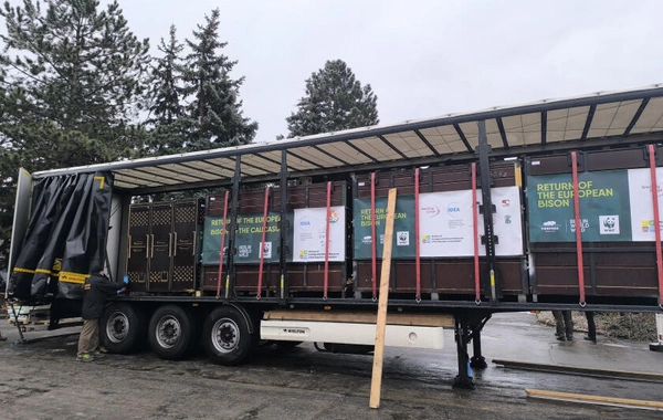 Almaniyadan Azərbaycana 18 zubr yola salınıb